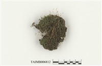 藏品(反扭苔屬)的圖片